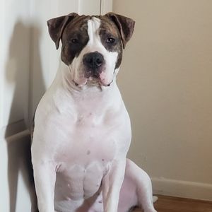 Meet your Posher, Malachi